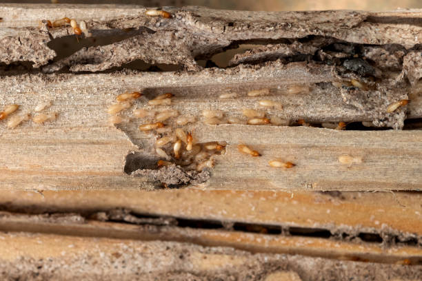 Best Ant Control Services  in , HI